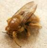 Xylocopa sp.